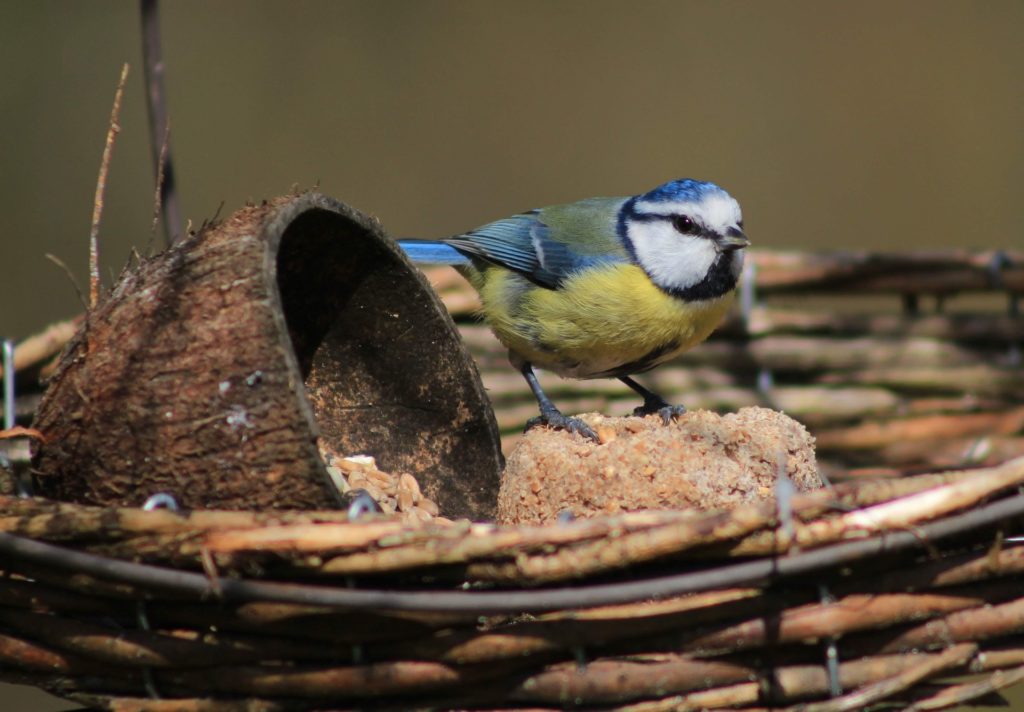 Nourrir les oiseaux en hiver : les règles d'or à respecter !