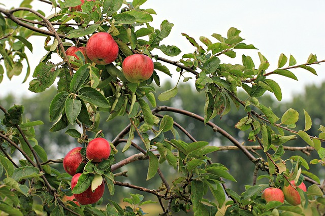 cueillette de fruits