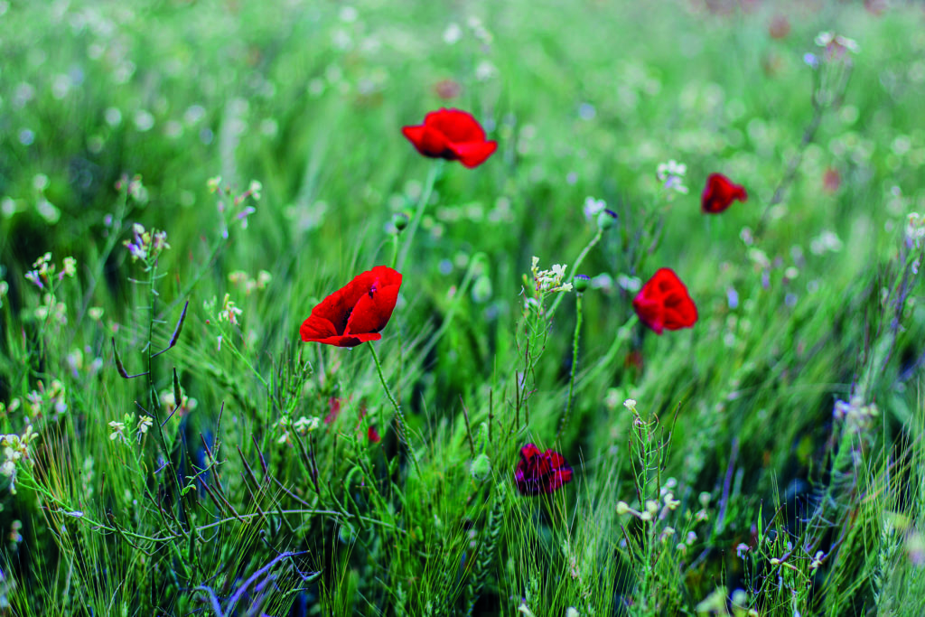 poppy-11 novembre