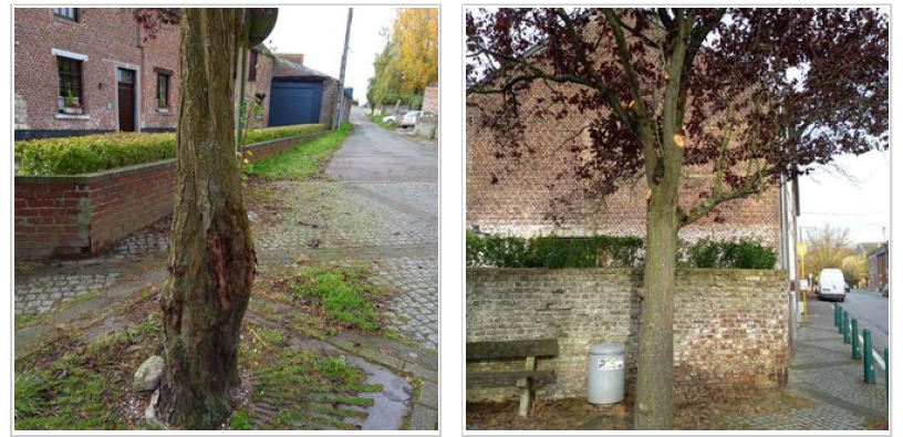 Arbres - chemin Plaquet