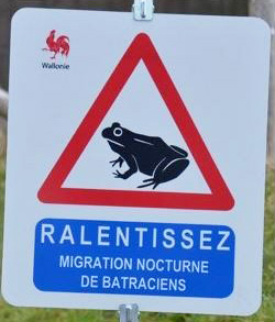 traversée de batraciens